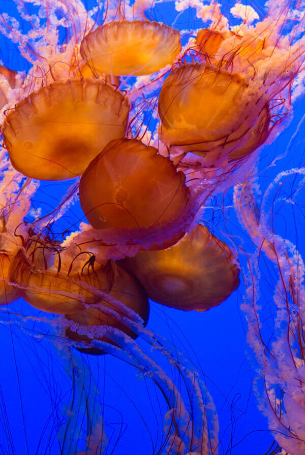 Monterey Bay Aquarium Jellies Exhibit